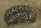 Spiny Cyphaspis Trilobite - Ofaten, Morocco #284061-7